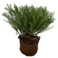Veronica 'New Zealand' (Hebe) from Cedar Nursery, Cobham