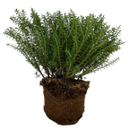 Veronica 'New Zealand' (Hebe) from Cedar Nursery, Cobham