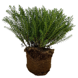 Veronica 'New Zealand' (Hebe)