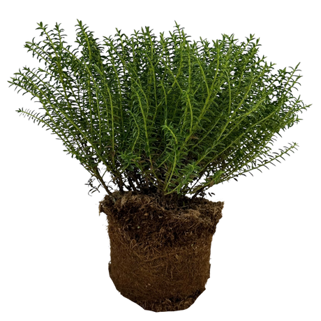 Veronica 'New Zealand' (Hebe) from Cedar Nursery, Cobham