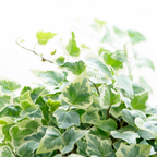 Hedera helix 'Gold' from Cedar Nursery, Cobham