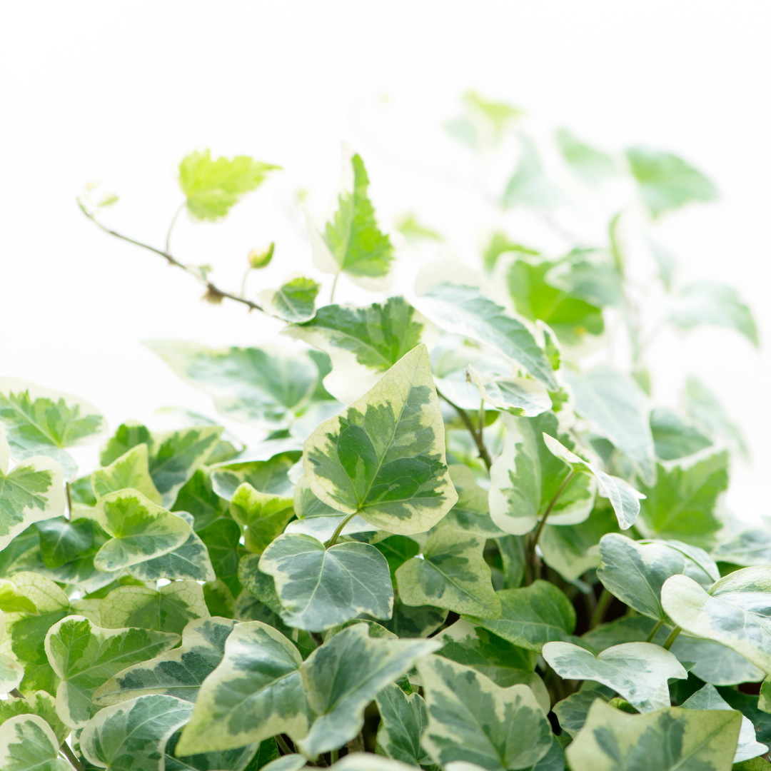 Hedera helix 'Gold' from Cedar Nursery, Cobham