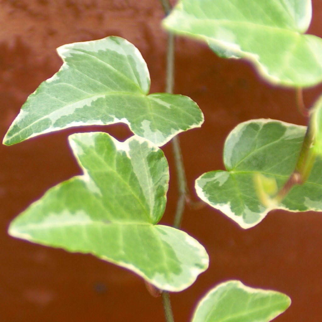 Hedera helix 'Gold' from Cedar Nursery, Cobham