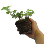 Hedera helix 'Gold' from Cedar Nursery, Cobham
