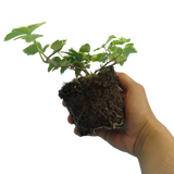 Hedera helix 'Gold' from Cedar Nursery, Cobham