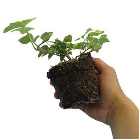 Hedera helix 'Gold' from Cedar Nursery, Cobham
