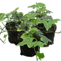 Hedera helix 'Gold' from Cedar Nursery, Cobham