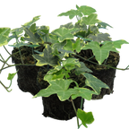 Hedera helix 'Gold' from Cedar Nursery, Cobham