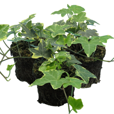 Hedera helix 'Gold' from Cedar Nursery, Cobham