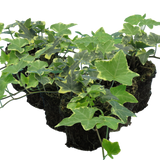 Hedera helix 'Gold Variegated'