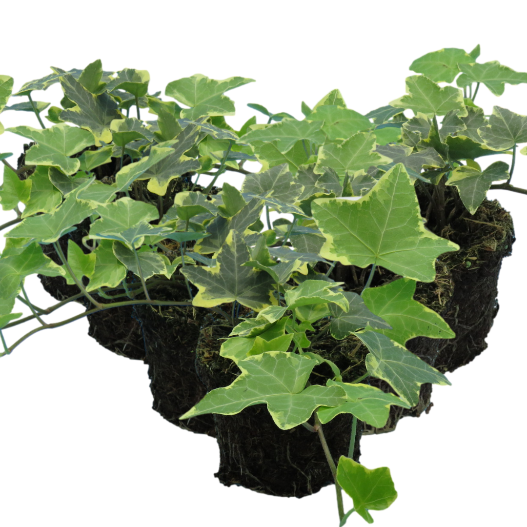 Hedera helix 'Gold' from Cedar Nursery, Cobham