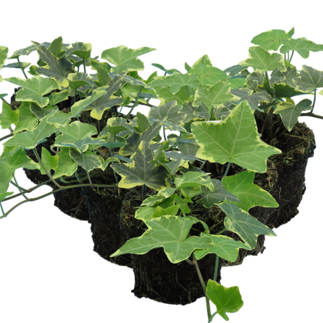 Hedera helix 'Gold' from Cedar Nursery, Cobham