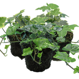 Hedera helix Growers Selection