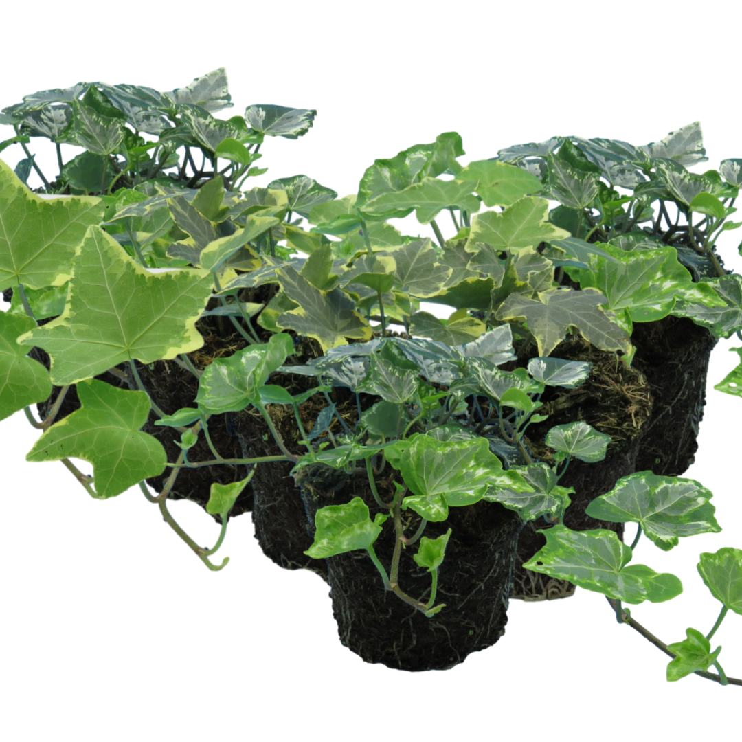 Hedera helix Growers Selection