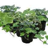 Hedera helix Growers Selection