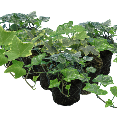Hedera helix Growers Selection