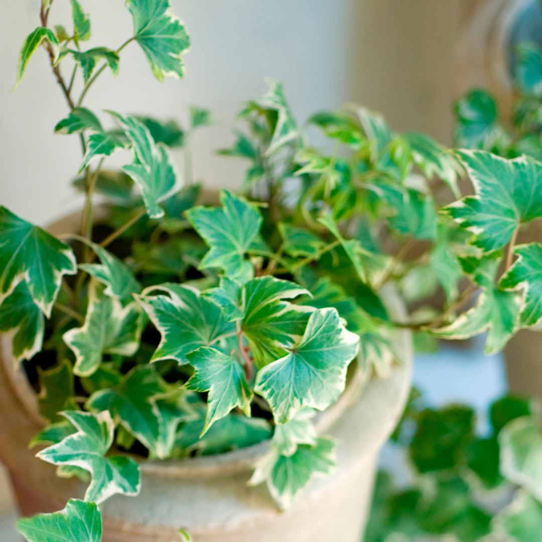 Hedera helix 'Silver' from Cedar Nursery, Cobham