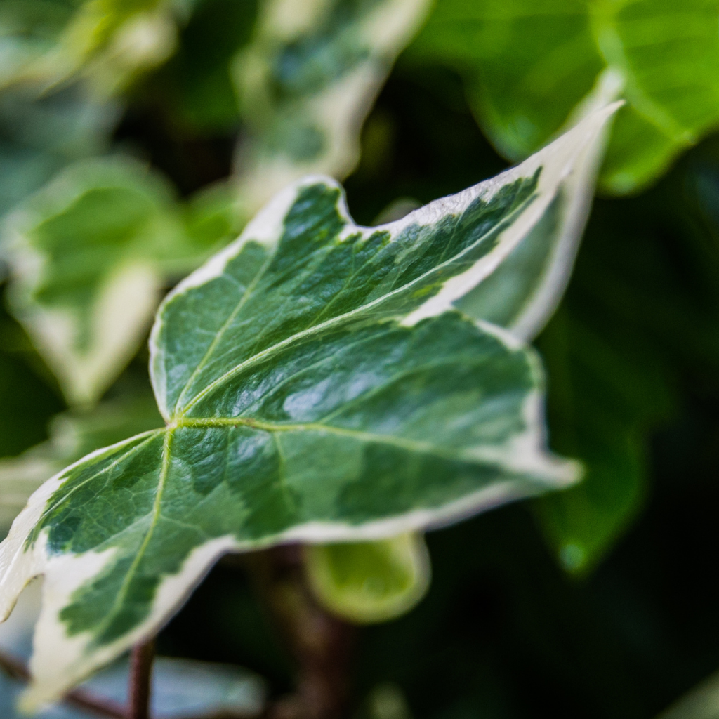 Hedera helix 'Silver' from Cedar Nursery, Cobham