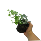 Hedera helix 'Silver' from Cedar Nursery, Cobham