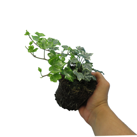 Hedera helix 'Silver' from Cedar Nursery, Cobham