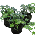 Hedera helix 'Silver' from Cedar Nursery, Cobham