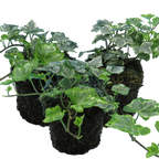 Hedera helix 'Silver' from Cedar Nursery, Cobham