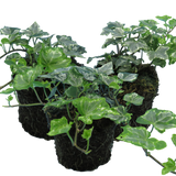 Hedera helix 'Silver Variegated'