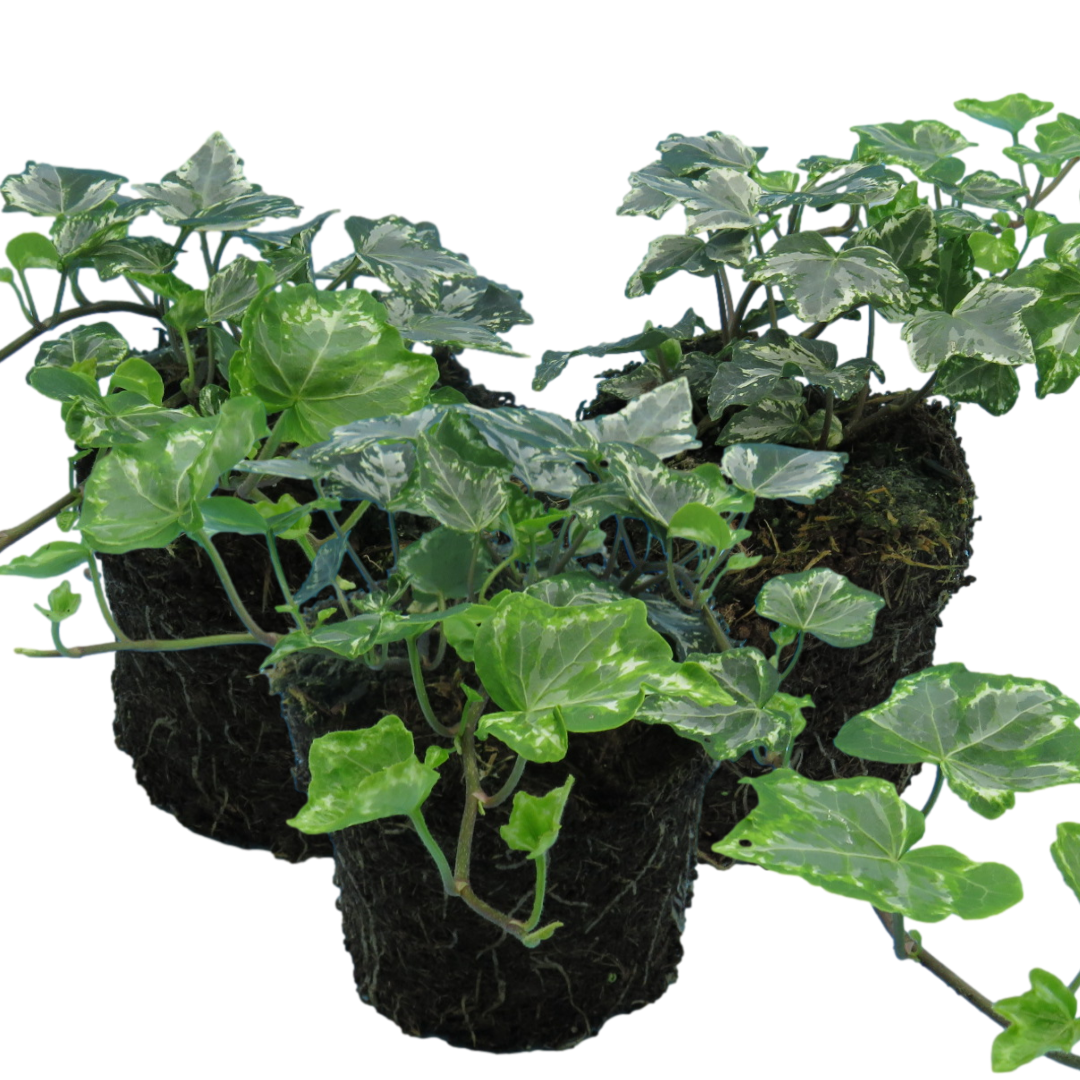 Hedera helix 'Silver' from Cedar Nursery, Cobham