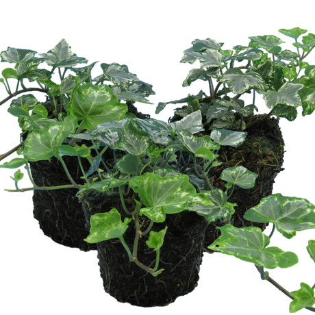 Hedera helix 'Silver' from Cedar Nursery, Cobham