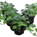 Hedera helix 'Silver' from Cedar Nursery, Cobham