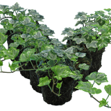 Hedera helix 'Silver Variegated'