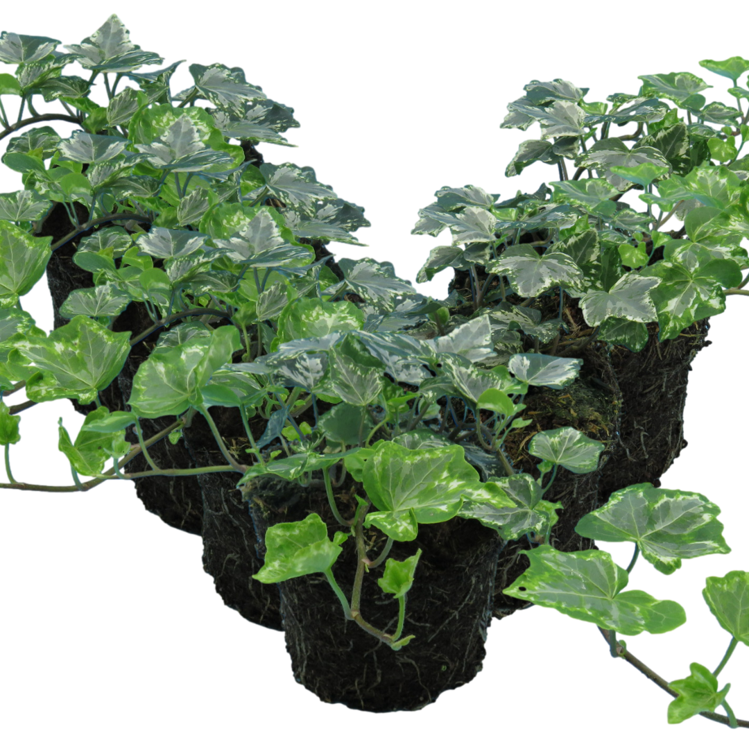 Hedera helix 'Silver' from Cedar Nursery, Cobham