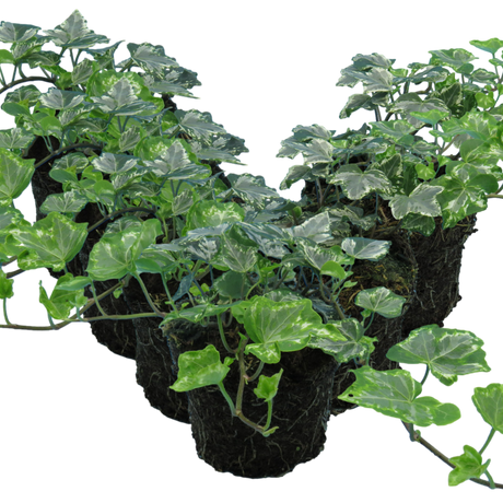 Hedera helix 'Silver' from Cedar Nursery, Cobham