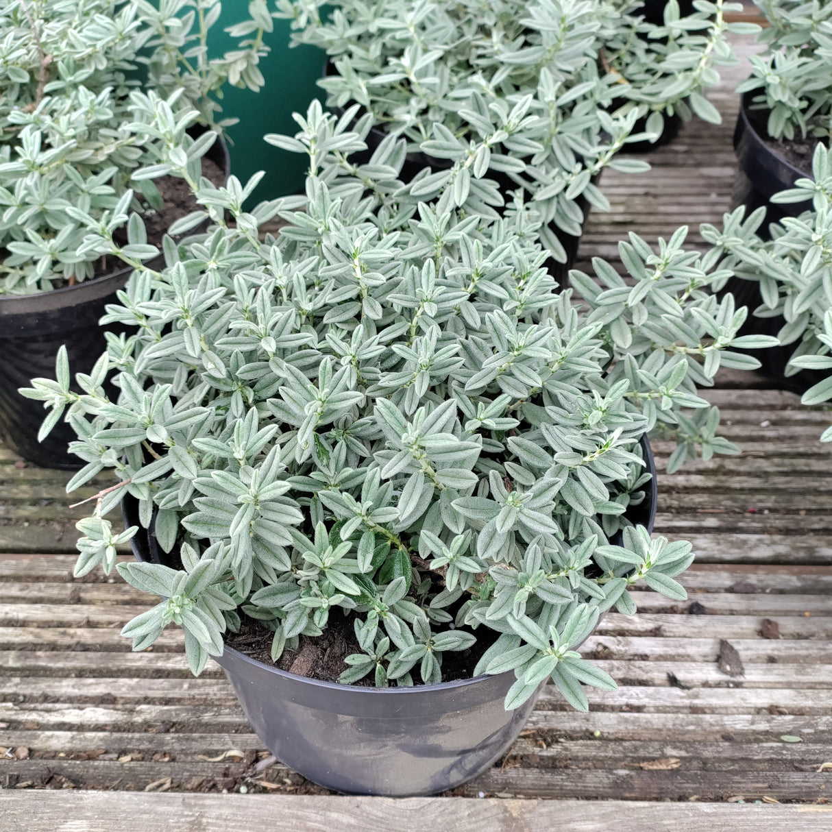 Helianthemum 'The Bride'