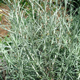 Helichrysum italicum (Curry Plant) from Cedar Nursery, Cobham