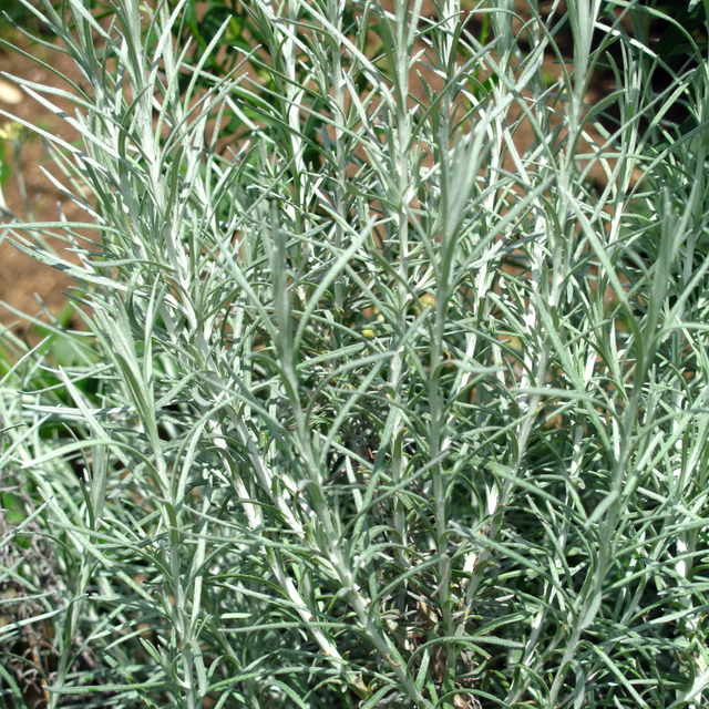 Helichrysum italicum (Curry Plant) from Cedar Nursery, Cobham