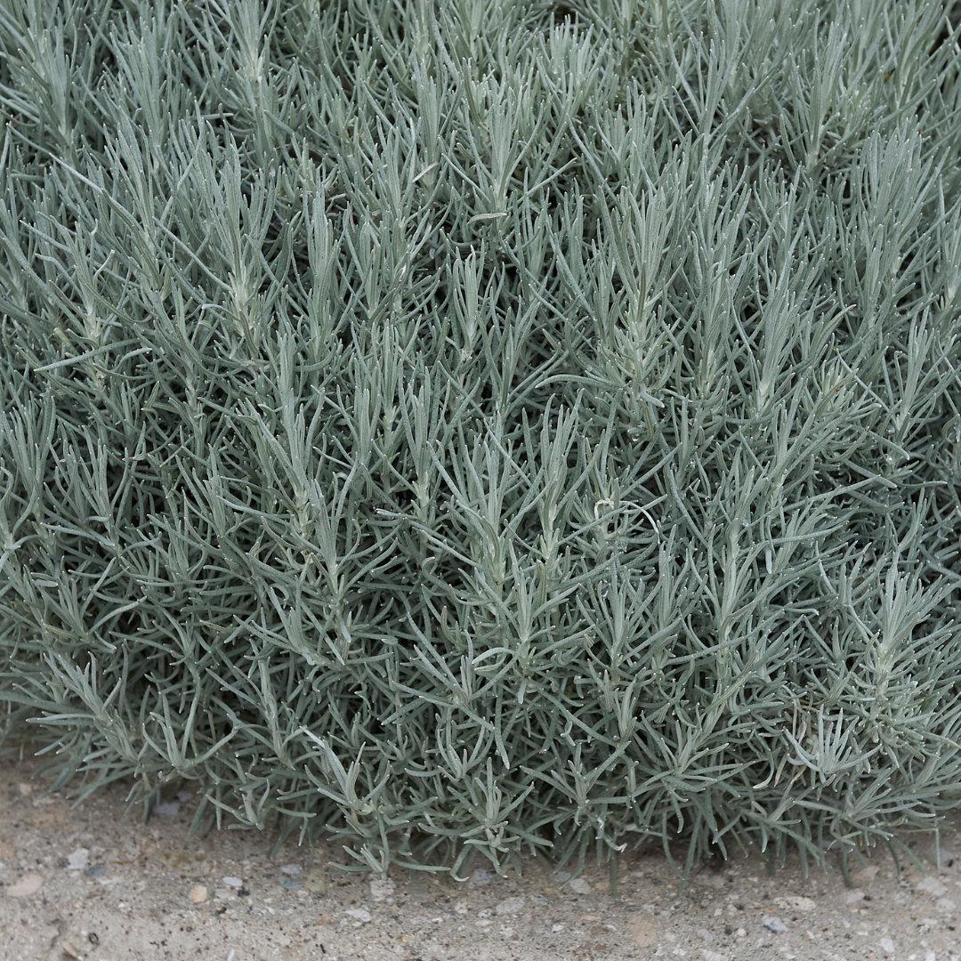 Helichrysum italicum (Curry Plant) from Cedar Nursery, Cobham