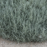 Helichrysum italicum (Curry Plant) from Cedar Nursery, Cobham