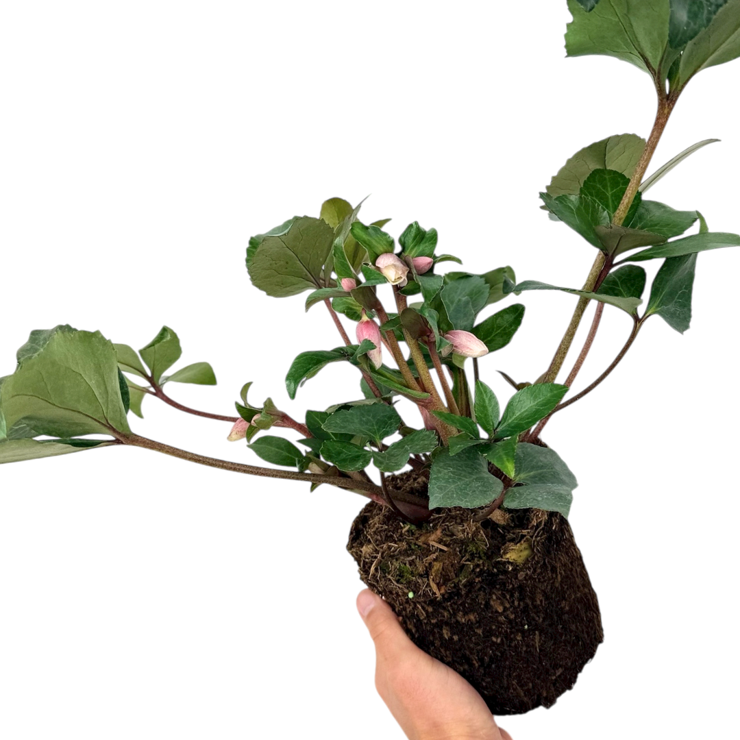 Helleborus Angel Glow ='B11-02'