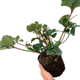 Helleborus Angel Glow ='B11-02'