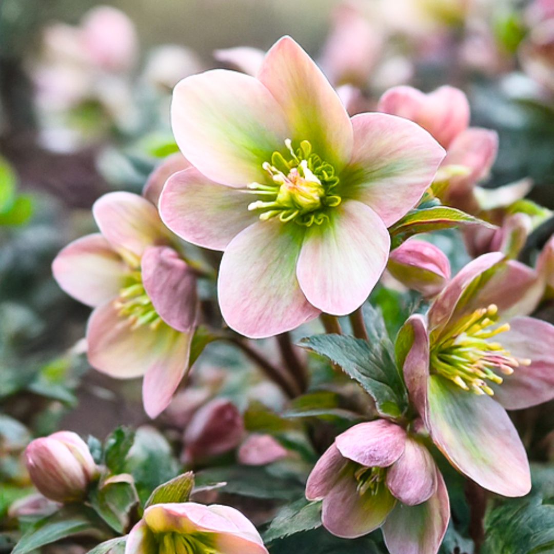 Helleborus Angel Glow ='B11-02' from Cedar Nursery, Cobham