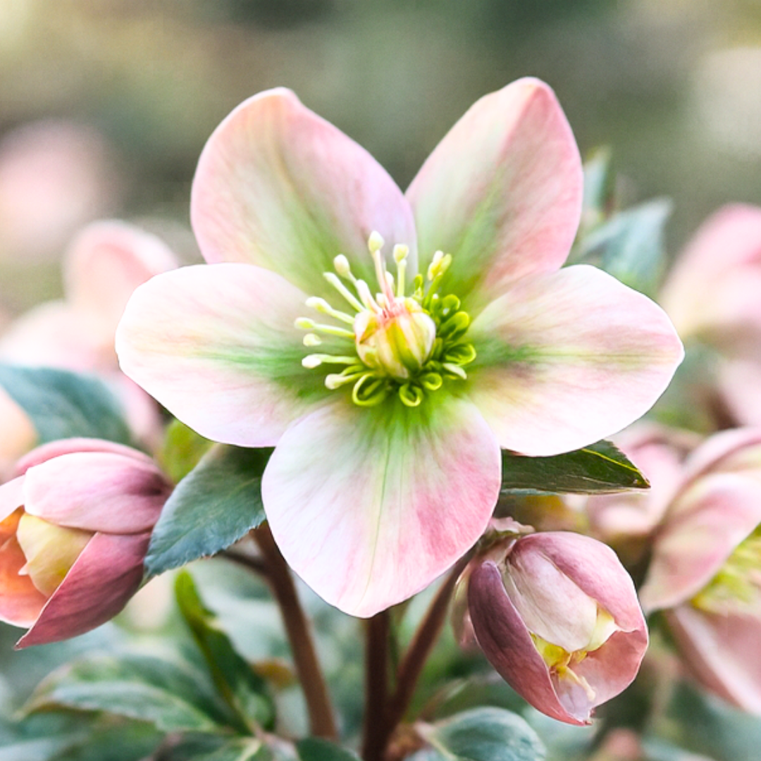 Helleborus Angel Glow ='B11-02' from Cedar Nursery, Cobham