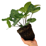 Helleborus (Rodney Davey Marbled Group) Anna's Red ='Abcrd02'