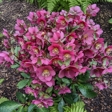 Helleborus (Rodney Davey Marbled Group) Anna's Red ='Abcrd02' from Cedar Nursery, Cobham