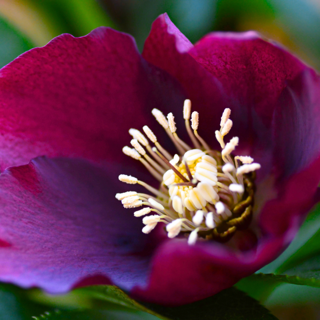 Helleborus (Rodney Davey Marbled Group) Anna's Red ='Abcrd02' from Cedar Nursery, Cobham