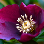 Helleborus (Rodney Davey Marbled Group) Anna's Red ='Abcrd02' from Cedar Nursery, Cobham