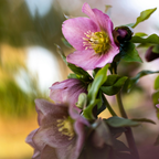 Helleborus (Rodney Davey Marbled Group) Cheryl's Shine ='Epb 31' from Cedar Nursery, Cobham