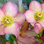 Helleborus (Rodney Davey Marbled Group) Cheryl's Shine ='Epb 31' from Cedar Nursery, Cobham
