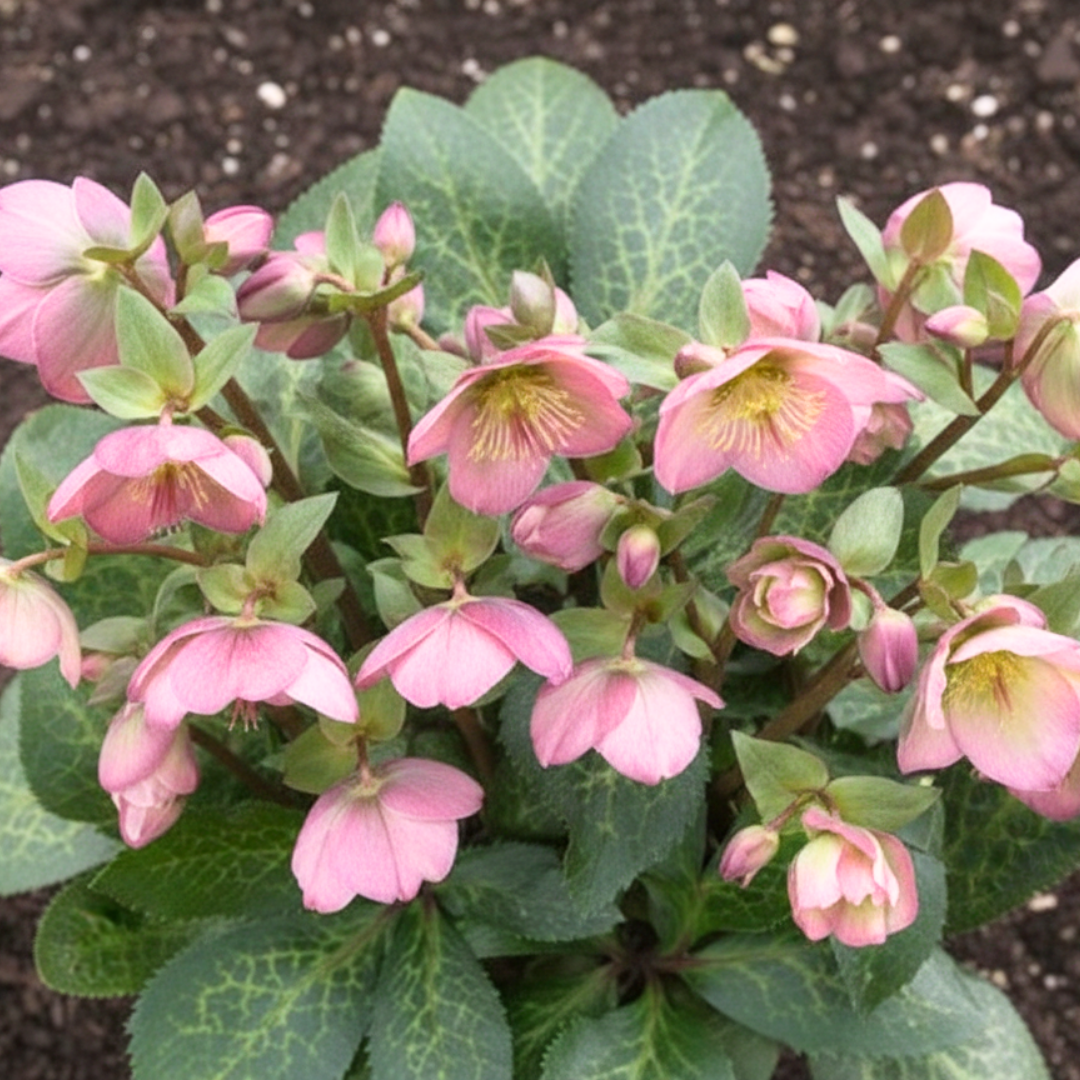 Helleborus (Rodney Davey Marbled Group) Dorothy's Dawn ='Epb 29' from Cedar Nursery, Cobham