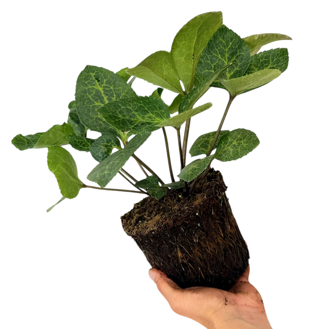 Helleborus (Rodney Davey Marbled Group) Glenda's Gloss ='Epb 25'